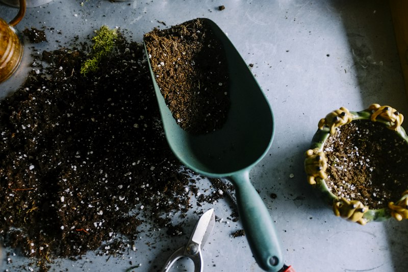 Hands holding seedling