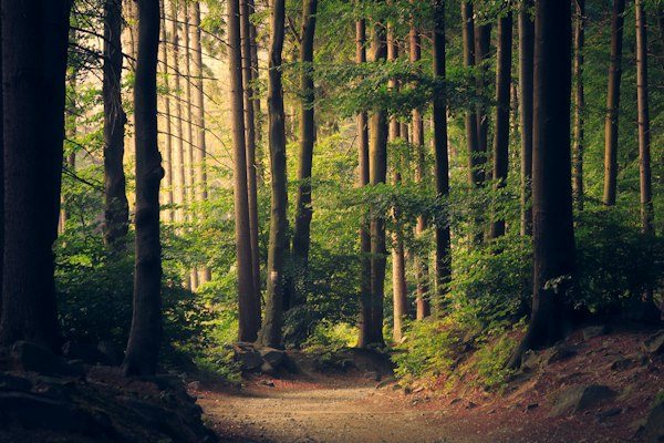 Forest light